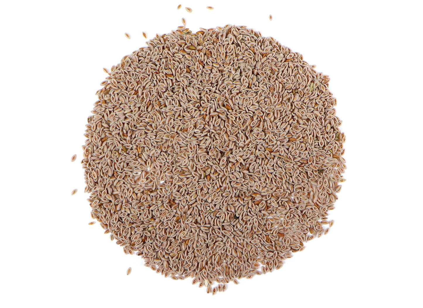 Psyllium Seeds بذور القطونة