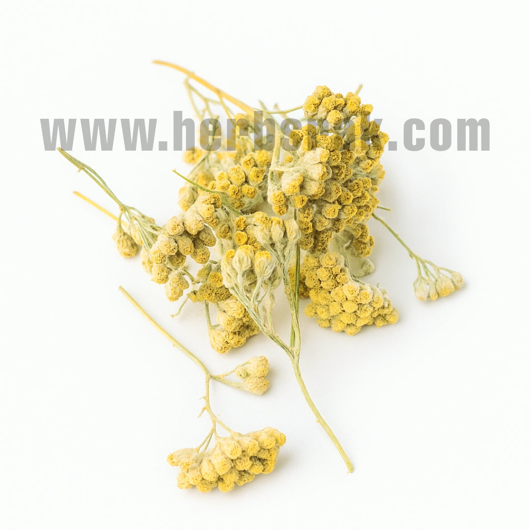 Achillea Filipendulina Lam Herb عشبة قيصوم