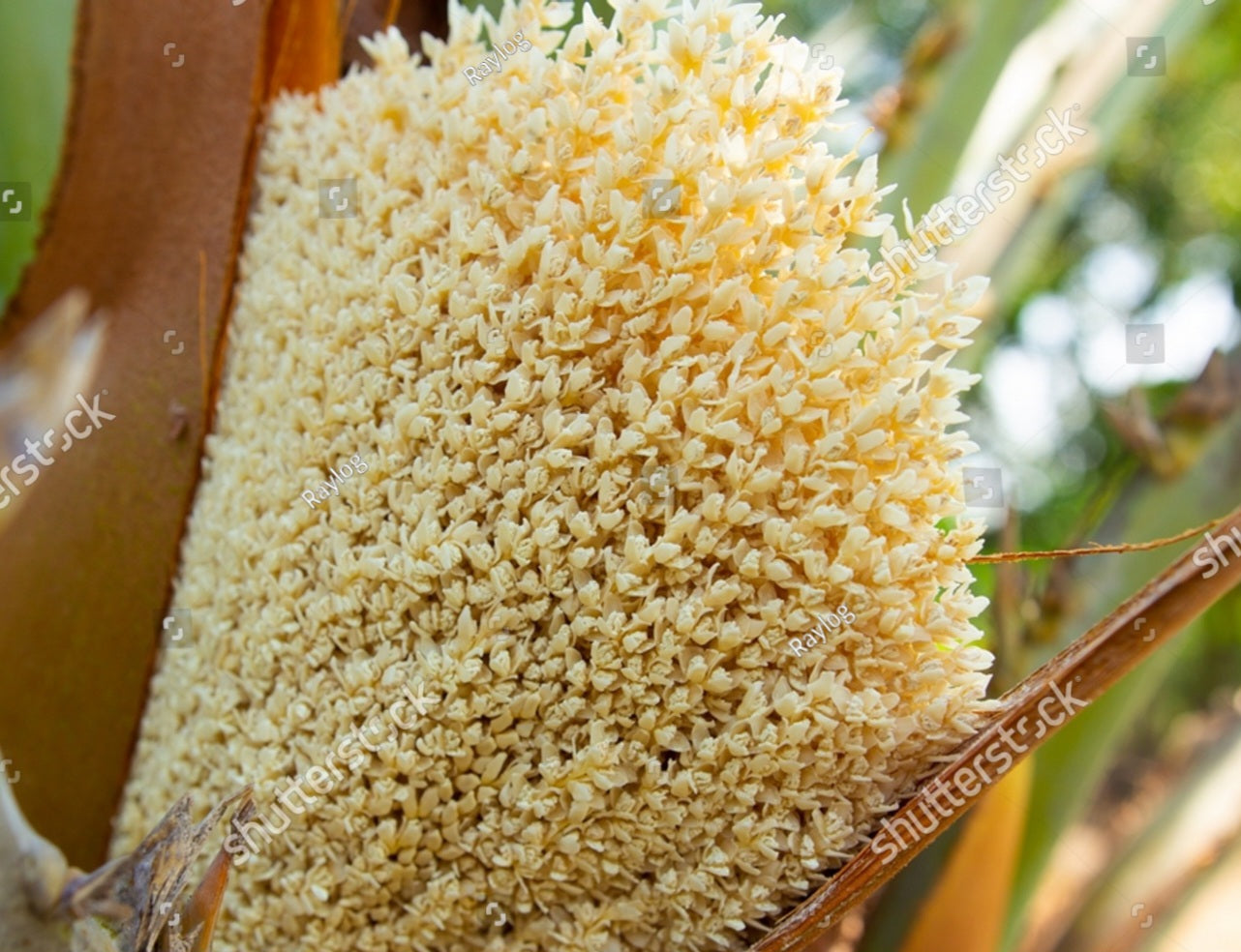 طلع النخيل 30 جرام | طلع النخل