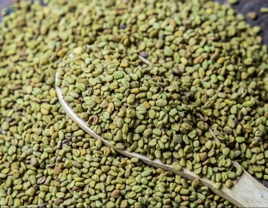 Egyptian Fenugreek حلبة مصري