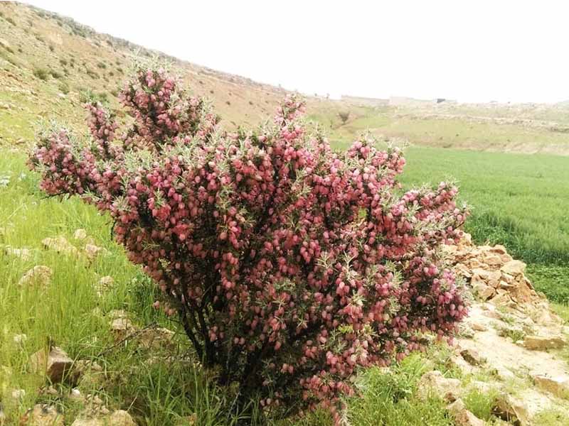 Astragalus Sarcocolla (Anzaroot) عنزروت