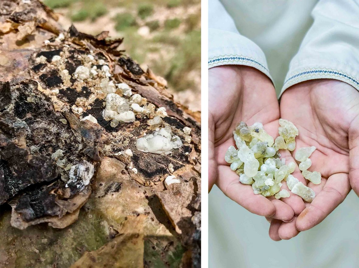 Frankincense Hojari (Green) 1kg  كيلو لبان ذكر أخضر حوجري