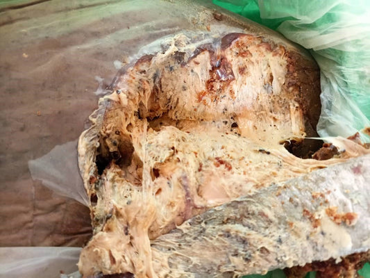 Asafoetida Ferula (Hing) 100% Pure (Used as anti bacterial for tree worms, fungi and harmful insects) حلتيت أو حنتيت (خيل) للزرعة فاخر (الفوائد- يقضي على النيماتدودا والديدان الضارة والفطريات والحشرات الضارة)