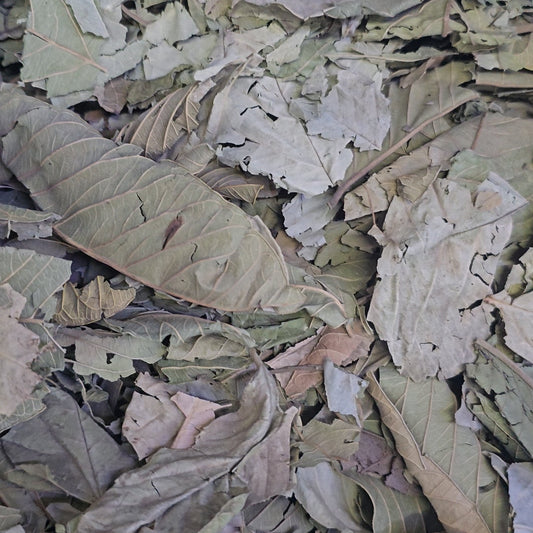 Guava Leaves ورق جوافة