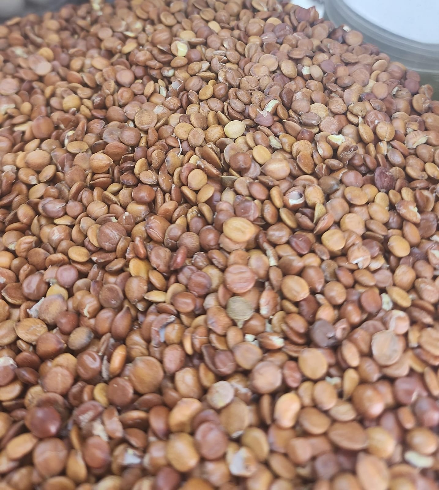 Sidr seeds بذور سدر