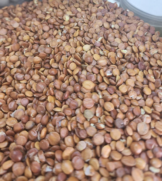 Sidr seeds بذور سدر