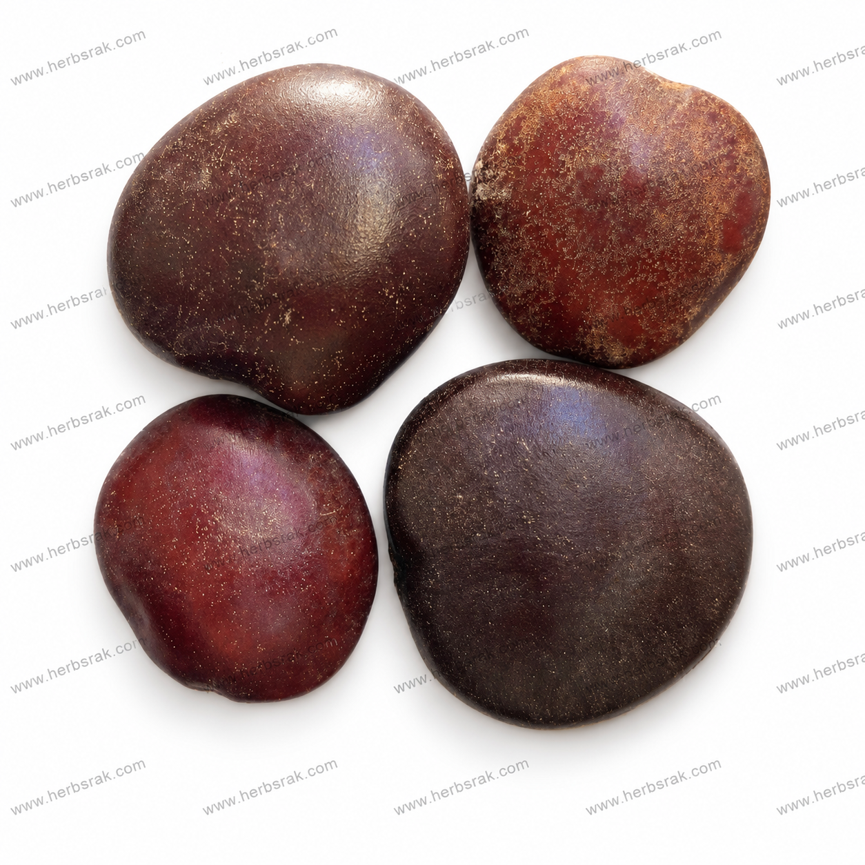 African Dream Herbs Seeds | Entada Rheedii | قراص القمر | قرص القمر