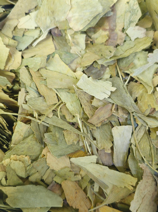 Gingko Biloba Leaves عشبة جنكو بيلوبا