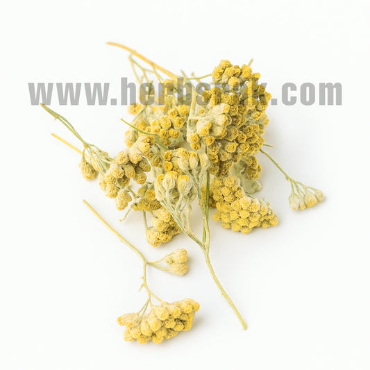 Achillea Filipendulina Lam Herb عشبة قيصوم